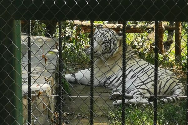 Meg akarta rúgni a tigrist, beletörött a bokája
