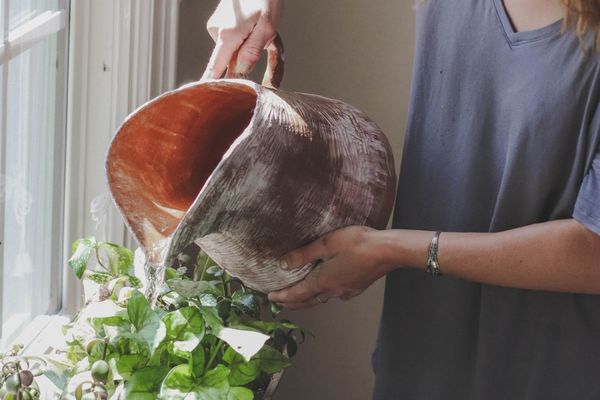 Víz nélkül maradhatnak a Virágok