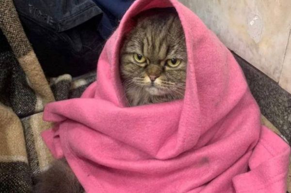 Álmatlan éjszakák hete