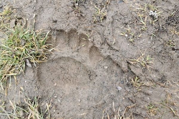 Medvés hétvégénk volt