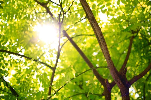 Megmutatják fűben, fában az orvosságot