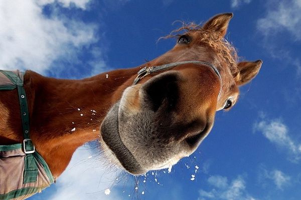 Rossz lóra tette a hámot s a kötőféket