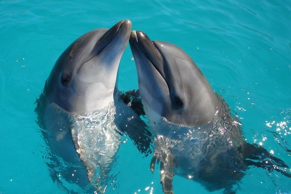 Nem csak az emberek, a delfinanyák is gügyögnek