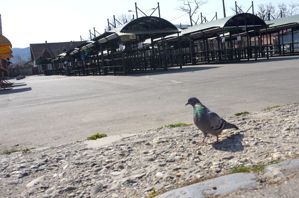 Szárnyalhatnak a méhek, az autók és az őstermelők