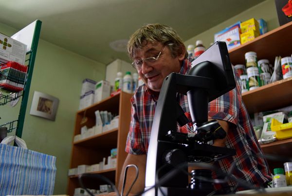 Titokzatos hernyó pusztítja a bukszust