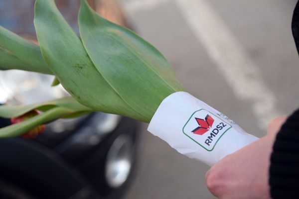 Hervadt tulipánt minek locsolni?