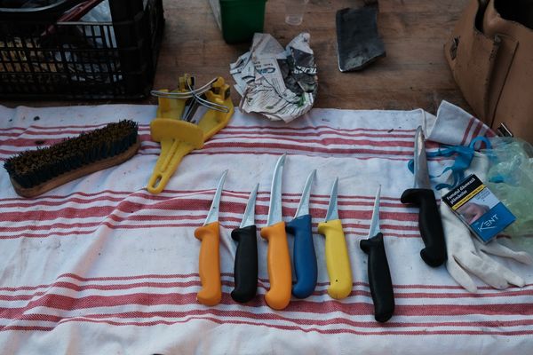 A szarvasmarhát vágod?