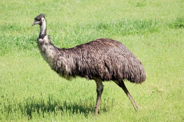Emu miatt hívta ki a csendőrséget egy székelyudvarhelyi