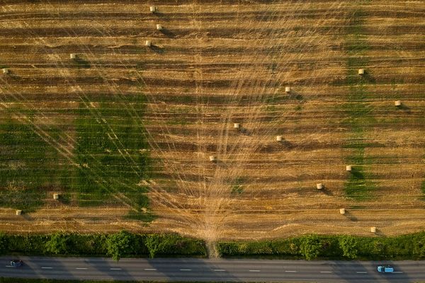 Egy csodás fa jelent meg a learatott gabonaföldön