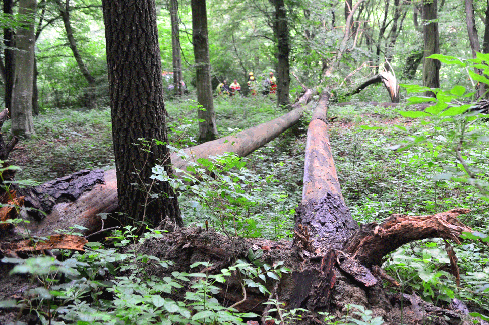 Lebukott egy etédi fatolvaj