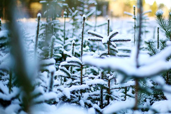 Vajon milyen színű lesz a karácsony?
