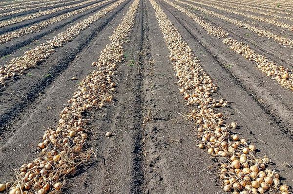 32 év földosztás. De hogyan?