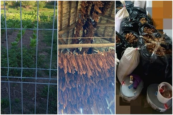 Illegális dohányfarmot kapcsoltak le