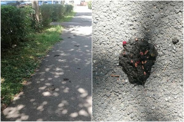 304-szer hívtak csendőrt a medvére Hargita megyében