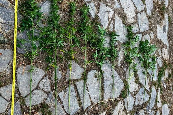 Hargita megyei nyaralójában is kannabiszt termesztett