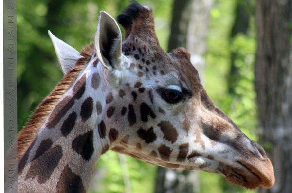 Elpusztult Gina, a vásárhelyi állatkert egyetlen zsiráfja