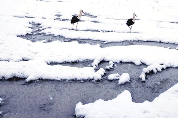 A gólyákkal is a bolondját járatja a tavasz