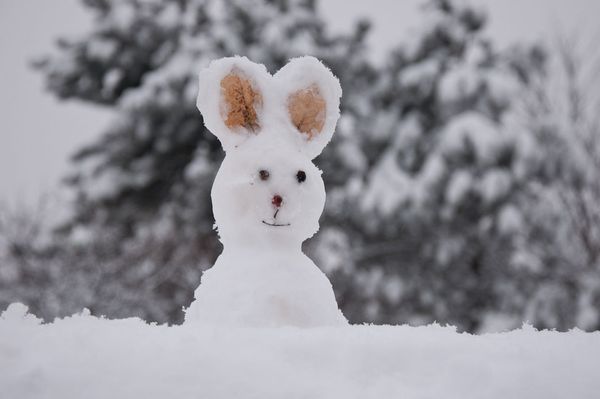 Havat hozhat a nyuszi