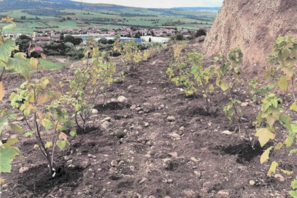 És lőn ribizli a kadicsfalvi bányatóban!
