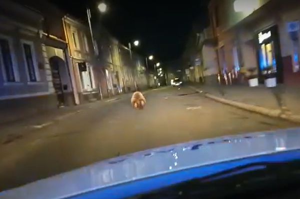 Medve hajtott tilosba Udvarhelyen (frissítve)