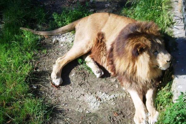 Oroszlán kószál Târgovişte utcáin