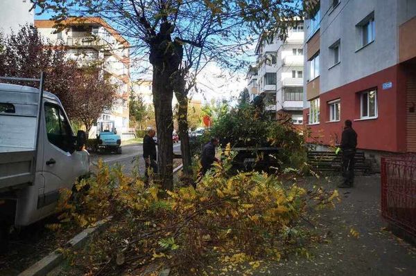 Vágják a fát a Győzelemben. De miért?