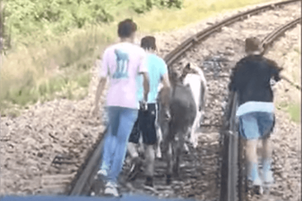 Több lett a lóerő, mégis késett a vonat (videóval)