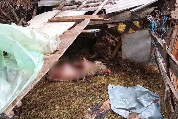 Három napja garázdálkodik Szentpálon a medve