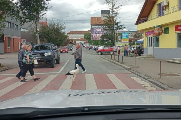 Átlépek a piacra, veszek egy kiló békát