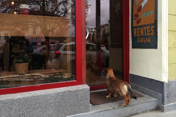Kutyából nem lesz szalonna