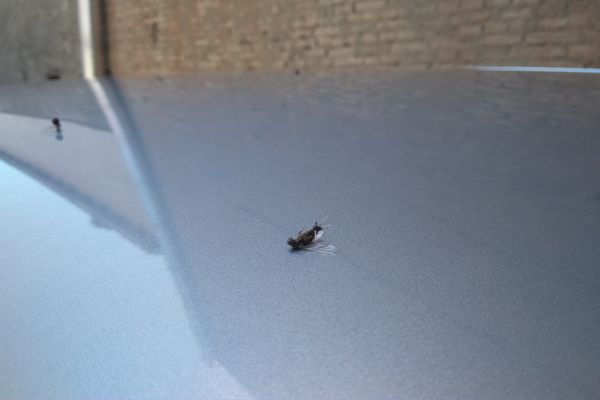 Te tudod, mitől döglik a légy?