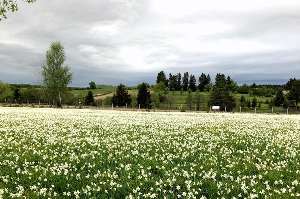 Oroszhegyi nárciszok közt nevettet a Pittyes kettes és Gyufa