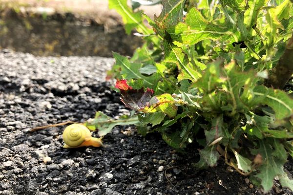 Alig van már piros és sárga a zöldben