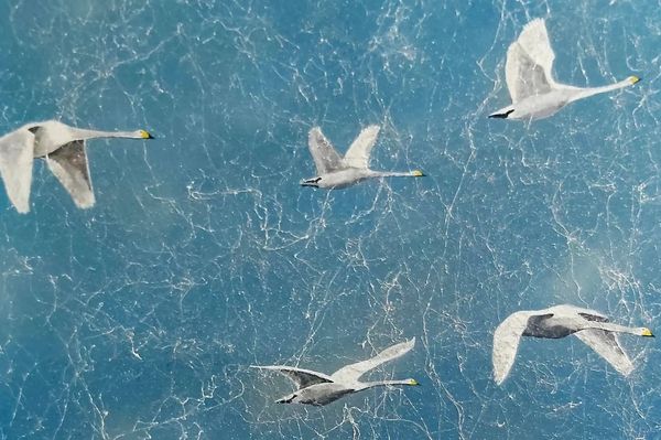 Finn festék: Jarmo Nieminen kiállítása Udvarhelyen