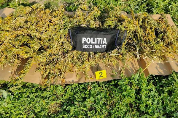 Több nyergesvontatóval kellett elszállítani a lefoglalt kannabiszt