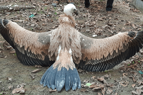 Romániában már kihalt madár egy példányát fogták be