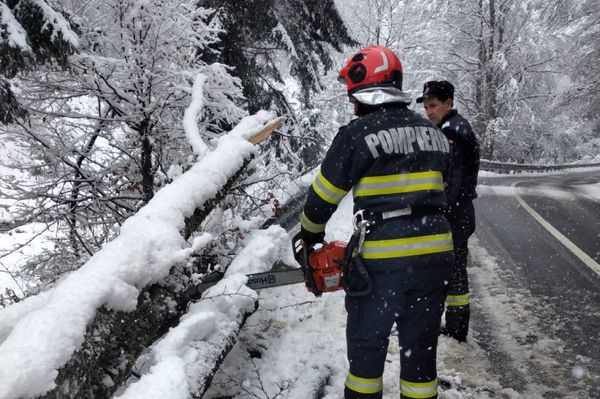 Menet közben dőlt rájuk egy fa