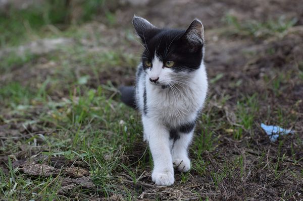 Ne érezzék magukat kutyául az ünnepeken