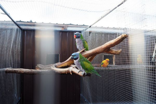 Minek nekik BMW, ha a tollazatuk hódít?