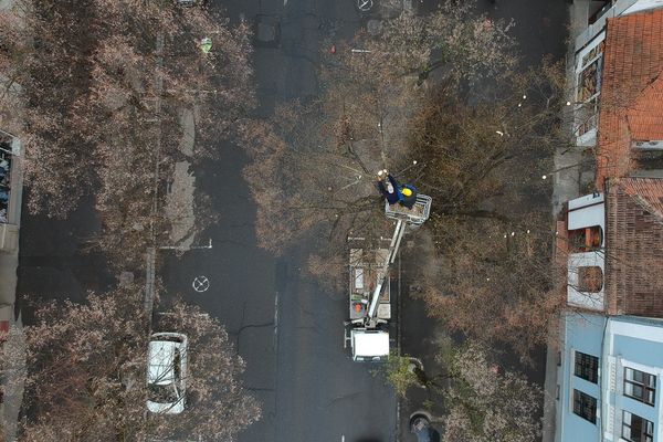 Veszélyesnek mondott fákat vágnak ki