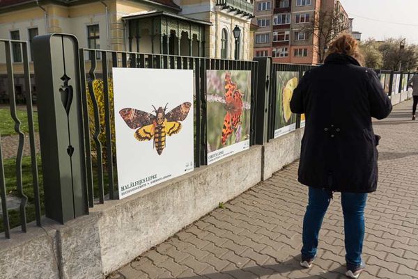 Rovarok lepték el a múzeumot!
