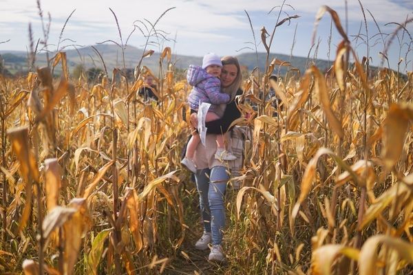 Kukoricalabirintus: az év veszteséges sikertörténete Boldogfalváról