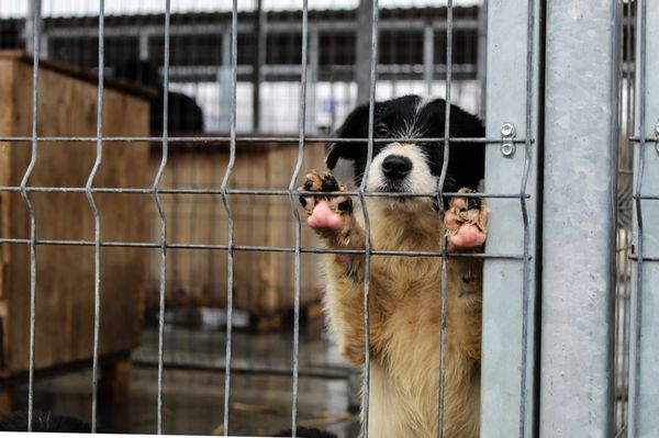 Több ezer lejre büntethetnek, ha elhagyod a kutyád-macskád