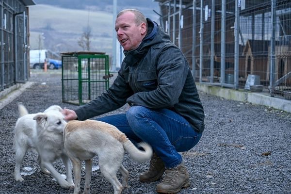 Kutyaélet: úgyis a szíved dönt