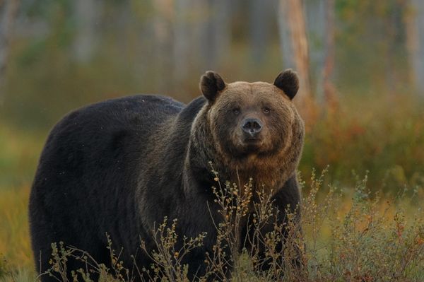 Lássuk a medvét! De igyunk-e a bőrére?