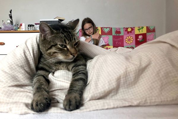 Mi történik, ha egy cirmos cica átfut rajtad, és egy polgármester Facebook-oldala madárnak gondolja magát? Kár?