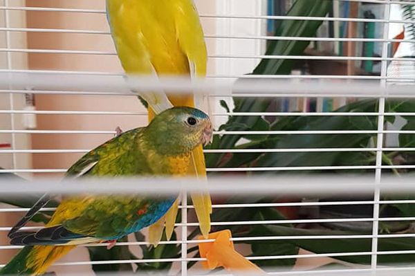 Adj nevet a könyvtár két új lakójának!