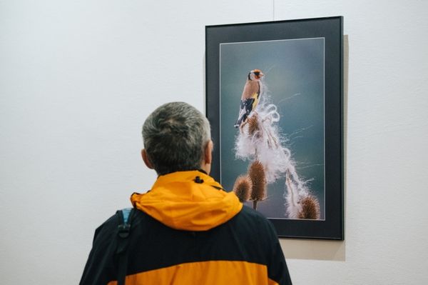 Ha madarakat és fákat ünnepelnél