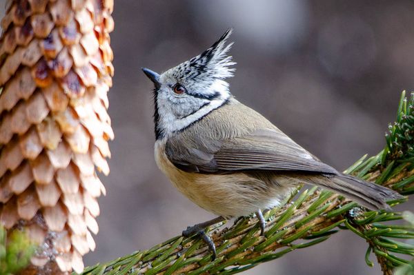 Télen is székely a madár
