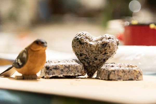 Ismerd meg a város madarait!